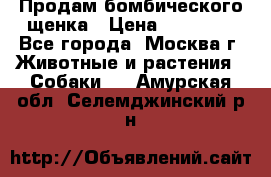 Продам бомбического щенка › Цена ­ 30 000 - Все города, Москва г. Животные и растения » Собаки   . Амурская обл.,Селемджинский р-н